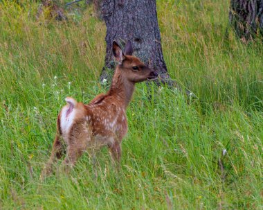 New born baby elk close-up profile view exploring in the forest with foliage and tree background in its environment and habitat surrounding. Elk Photo. Image. Picture. Portrait.