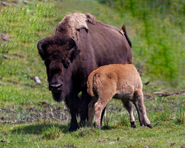 Bison Adult Feeding Baby Bison Field Environment Habitat Surrounding Buffalo — Photo