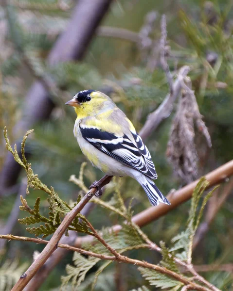 Finch Close Profile View Perched Branch Blur Forest Background Its — Photo