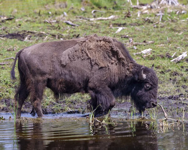 Bison Close Profile Side View Drinking Water Blur Field Background — Photo