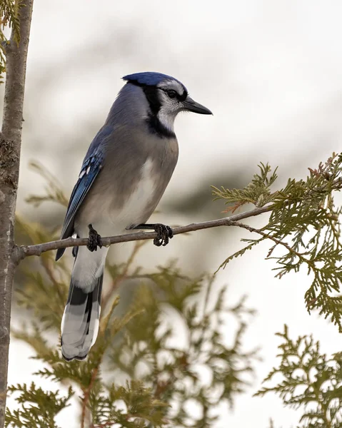 Blue Jay Close Perched Cedar Branch Blur Forest Background Forest — Stock Photo, Image