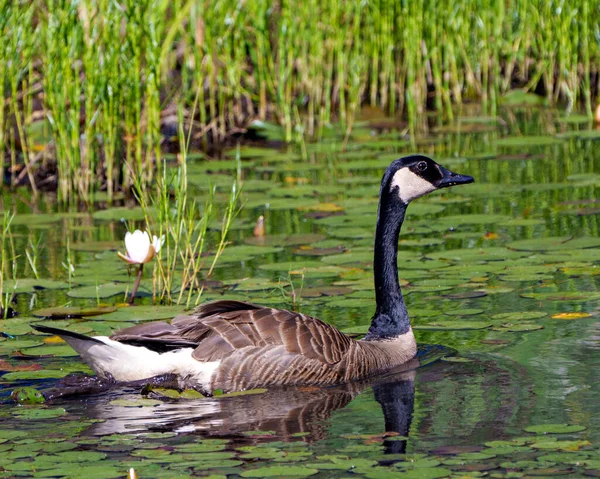 Canada Goose Swimming Water Lily Pads Foliage Background Its Environment — Stockfoto