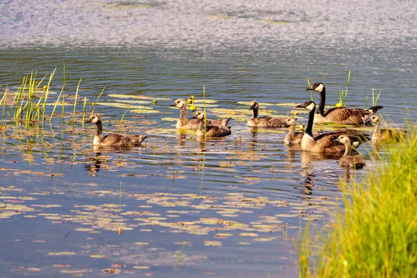 Canadian Goose Gosling Babies Swimming Environment Habitat Lily Pads Them — Foto de Stock