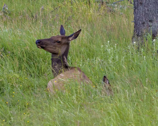 Female Elk Head Close Resting Field Grass Wildflowers Its Environment — Stockfoto