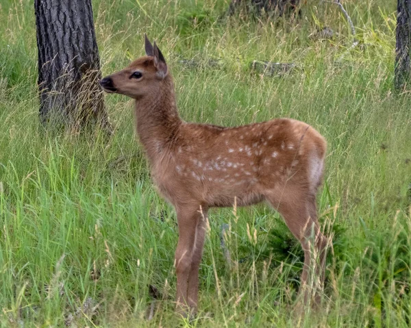 New Born Baby Elk Close Profile View Exploring Forest Foliage — 图库照片