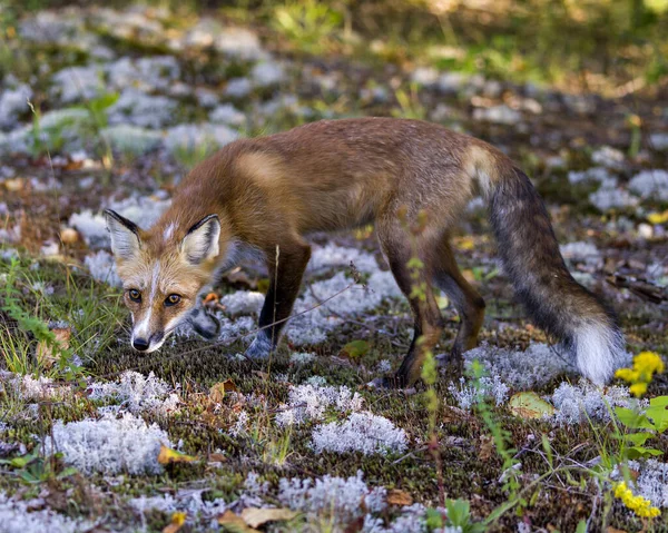 Red fox side view looking at camera with a blur foliage background with its summer fur coat in its environment and habitat surrounding. Fox Image. Picture. Portrait.
