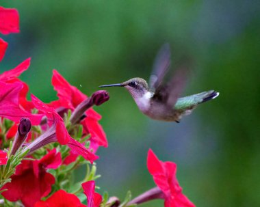 Hummingbird ruby-throated female feeding on petunias with a green background in its environment and habitat surrounding displaying wingspan and long bill. 