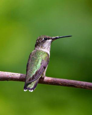 Hummingbird close-up view perched on a branch displaying beautiful metallic green colour feather plumage, long beak, eye with a blur green background in its environment and habitat surrounding. 