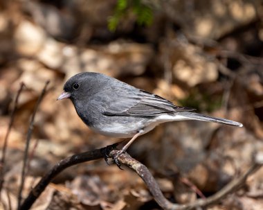 Junco bird perched on a branch displaying grey feather plumage, head, eye, beak, feet, with a blur background in its environment and habitat surrounding. Dark-eyed Junco.