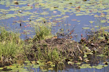 Loon empty nest made of mud, marsh grass, foliage, vegetation in the pond with lily pads and water. Common Loon empty nest.