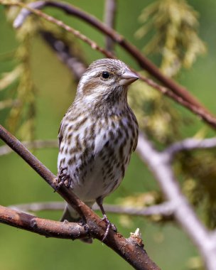 Song Sparrow perched on a coniferous branch with a blur background in its environment and habitat surrounding, displaying brown feather plumage. Sparrow Image. Picture. Portrait. 