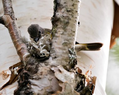 Warbler, bir huş ağacının gövdesine doğal ortamında bir yuva inşa ediyor. Warbler Fotoğrafı. Görüntü. Görüntü. Portre.