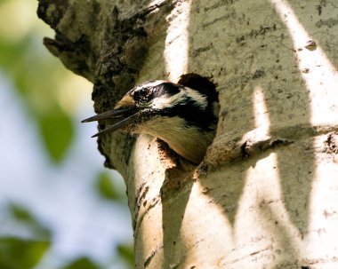 Woodpecker head out of its bird nest home guarding and protecting the nest in its environment and habitat surrounding. Head shot. Woodpecker Hairy Image. Picture. Portrait. Photo. Male bird.