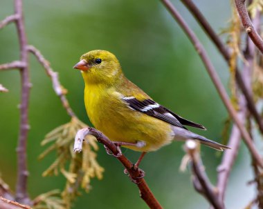 Yellow Warbler bird perched on branch with blur background in its environment and habitat surrounding displaying yellow plumage feather. Warbler Image. Picture. Portrait.