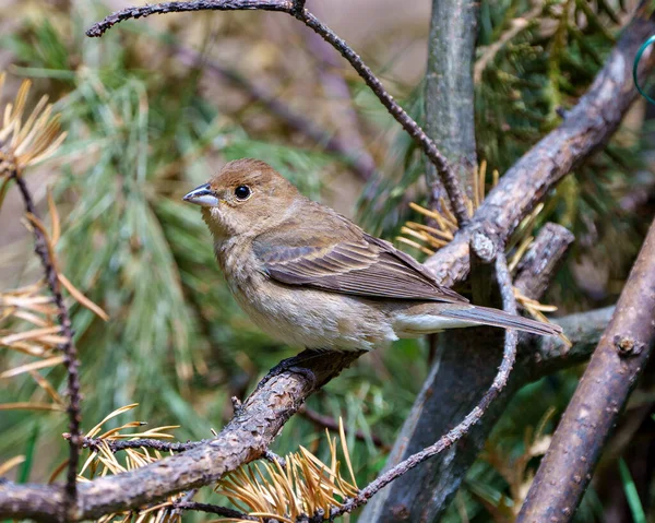 Sparrow Close Perched Branch Blur Green Coniferous Tree Background Its — Stock Photo, Image