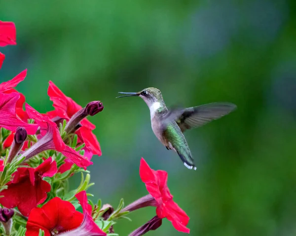 Hummingbird Ruby Throated Female Feeding Petunias Green Background Its Environment — Stock Photo, Image