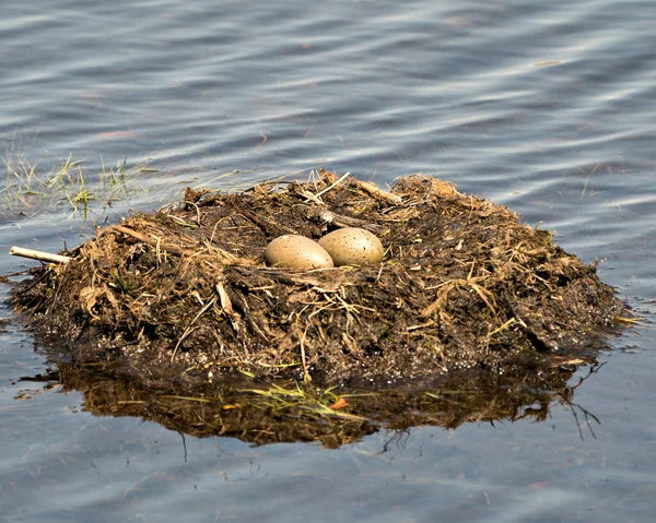 Common Loon eggs and nest building with marsh grasses and mud on the side of the lake in their environment and habitat in a magical time. Loon eggs Image. Picture. Portrait. Photo.