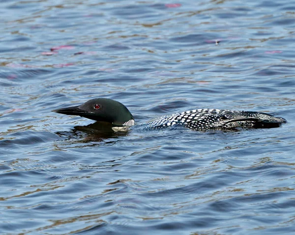 Common Loon Close Profile Side View Swimming Lake Its Environment — 스톡 사진