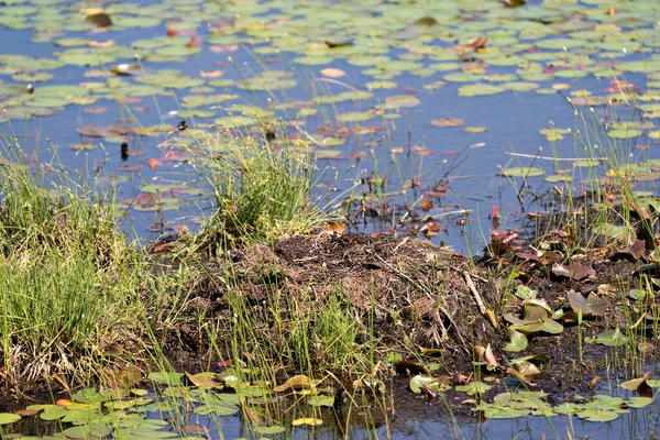 Loon empty nest made of mud, marsh grass, foliage, vegetation in the pond with lily pads and water. Common Loon empty nest.