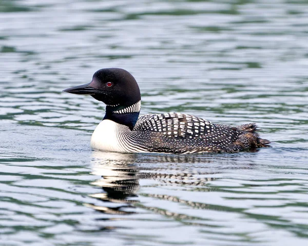 Common Loon Male Swimming Water Reflection Its Environment Surrounding Habitat — Stock fotografie