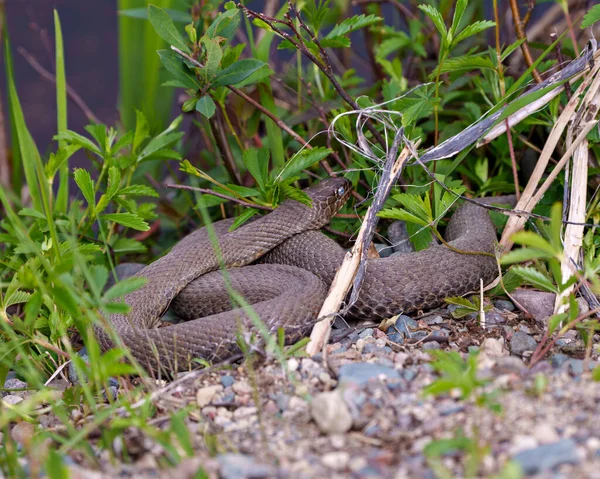 Snake Close Profile View Crawling Gravel Rocks Background Coloured Foliage — Stockfoto