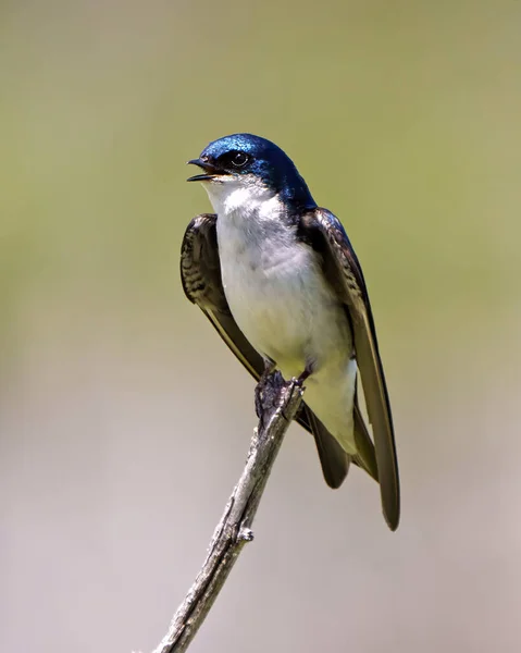 Swallow Adult Perched Branch Spread Wings Green Background Its Environment — Stockfoto