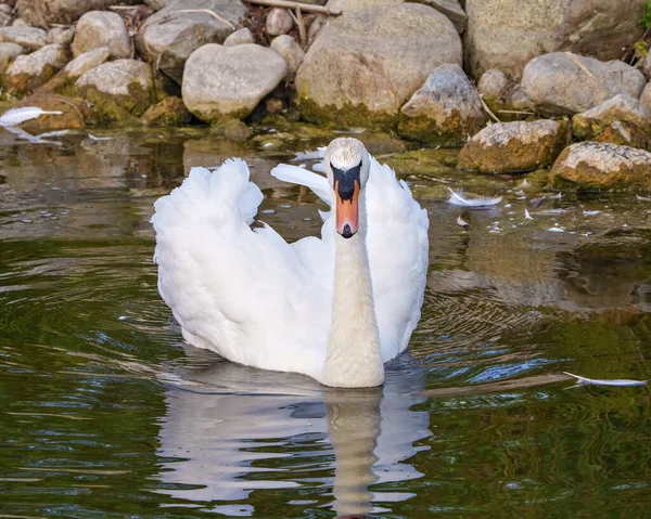 Swan Mute Bird Swimming Open Wings Rocks Foliage Background Its — Fotografia de Stock