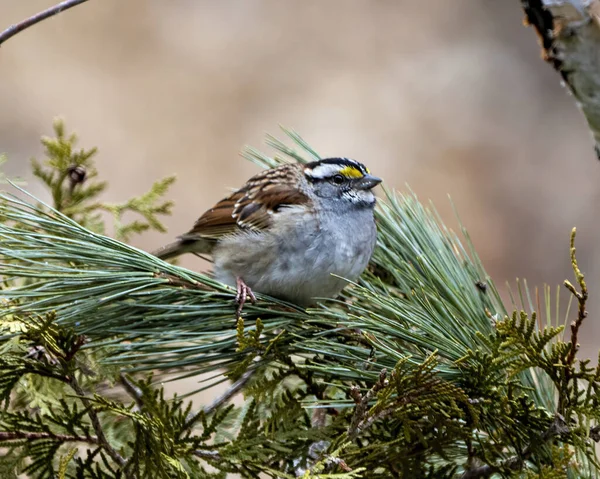 White Throated Sparrow Perched Pine Tree Branch Blur Background Its — Fotografia de Stock