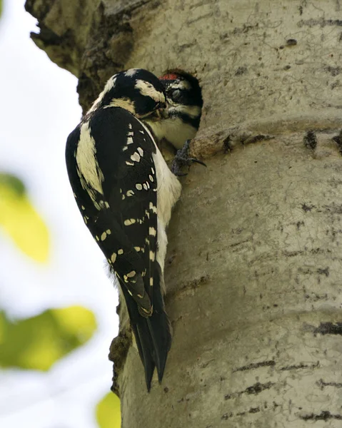 Woodpecker parent bringing food to the baby bird in their bird nest cavity entrance,  and enjoying their environment and habitat surrounding. Image. Picture. Portrait. Photo.