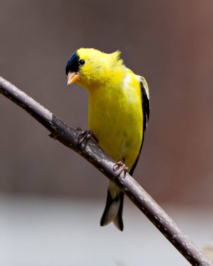 American Goldfinch close-up profile view, perched on a branch with a soft blur background in its environment and habitat surrounding and displaying its yellow feather plumage.