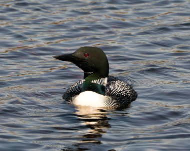 Dalgıç kuşu, çevresindeki ve habitatındaki gölde yüzen, kırmızı gözlü, beyaz ve siyah tüylü, yeşilimsi boyunlu, yakından profil ön görüntüsü. Wetland Image 'daki kaçık. Dalgıç kuşu gölde. Loon Fotoğraf Stoku. 