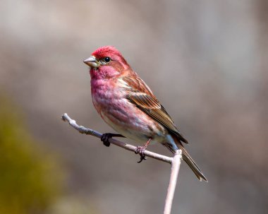 Finch male close-up profile view, perched on a branch displaying red colour plumage with a blur background in its environment and habitat surrounding. Purple Finch Image. Portrait. Photo. Picture.