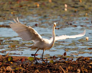 Great White Egret close-up profile side view in shallow water with foliage and water lily pads background in its environment and wetland habitat surrounding displaying spread wings. Egret Image. Picture. Photo. Portrait.