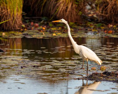 Great White Egret close-up profile side view in shallow water with foliage and water lily pads background in its environment and wetland habitat surrounding displaying reflection. Egret Image. Picture. Photo. Portrait.