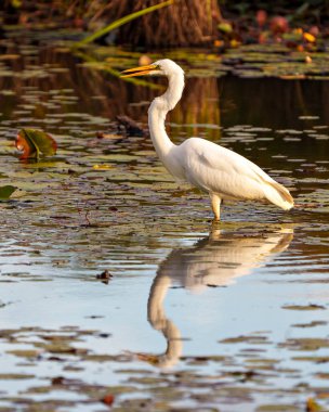 Great White Egret close-up profile side view in shallow water with foliage and water lily pads background in its environment and wetland habitat surrounding displaying reflection. Egret Image. Picture. Photo. Portrait.
