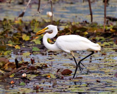 Great White Egret eating a fish with blur foliage background in its environment and wetland habitat surrounding. Egret Image. Picture. Portrait. Photo.