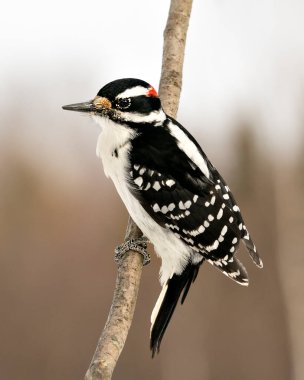 Ağaçkakan, çevre ve yaşam ortamında bulanık bir arka plana sahip bir ağaç dalına tünemiş yakın plan profil görüntüsü. Görüntü. Görüntü. Portre. Ağaçkakan Stok Fotoğrafı.