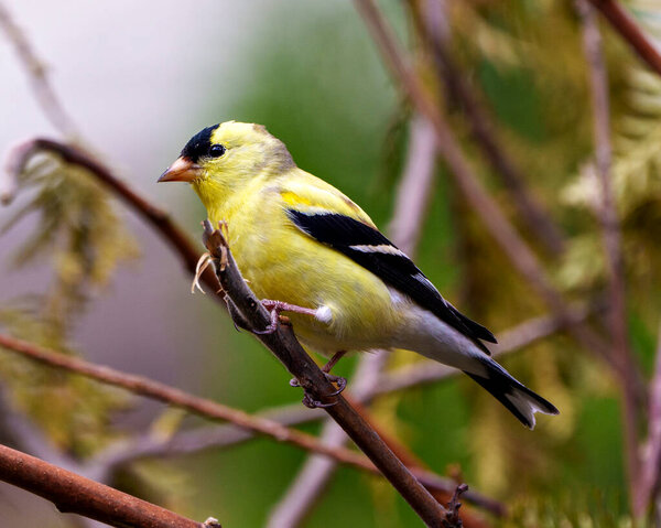 American Goldfinch close-up side view, perched on a branch with a coniferous branches background in its environment and habitat surrounding and displaying its yellow feather plumage. Finch Image. 