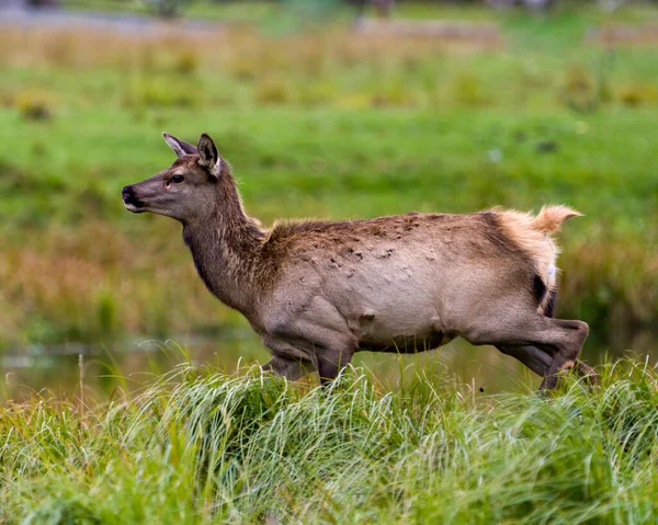 Elk Young Animal Close Profile Side View Blur Background Displaying — Photo