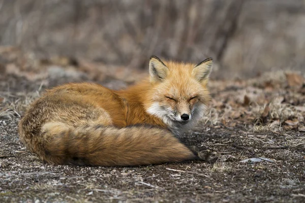 Red fox close-up profile view resting with close eyes in the springtime displaying fox tail, fur, in its environment and habitat with a blur background. Fox Image. Picture. Portrait. Photo.