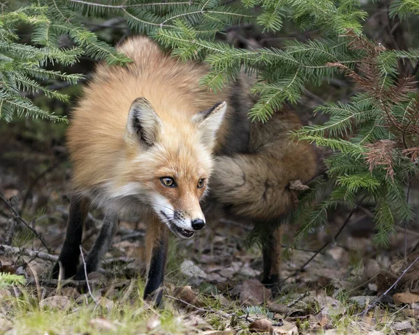 Red Fox head close profile view between spruce needle tree branches in its environment and habitat. Head Shot. Fox Image. Picture. Portrait.