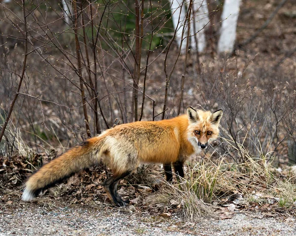 Red Fox Close Profile Side View Spring Season Blur Forest — Fotografia de Stock