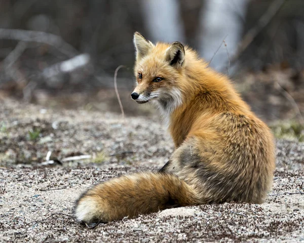 Red fox sitting with back view displaying fox tail, fur, in its environment and habitat with a blur background in the forest. Fox Image. Picture. Portrait. Photo.