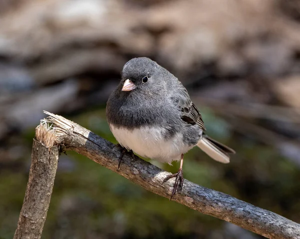 Junco Bird Perched Branch Displaying Grey Feather Plumage Head Eye — Foto Stock