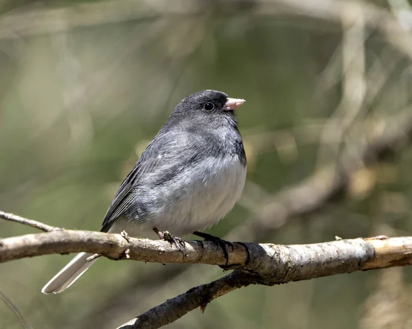 Junco Bird Perched Branch Displaying Grey Feather Plumage Head Eye — Foto de Stock