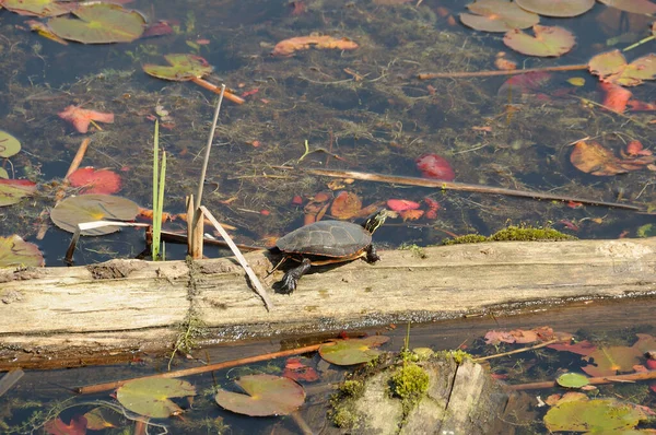 Painted Turtle resting on a moss log with lily water pads background in its environment and habitat surrounding, displaying shell, head, paws, tail. Turtle Image