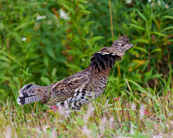 Partridge Male Ruffed Grouse Struts Mating Plumage Forest Blur Foliage — стоковое фото
