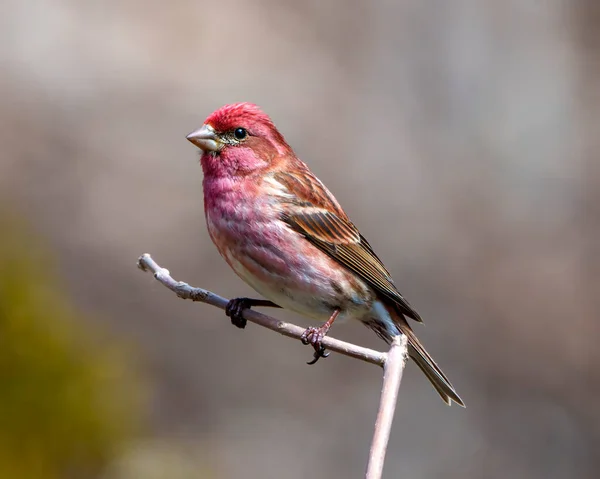 Finch Male Close Profile View Perched Branch Displaying Red Colour — Stock Photo, Image