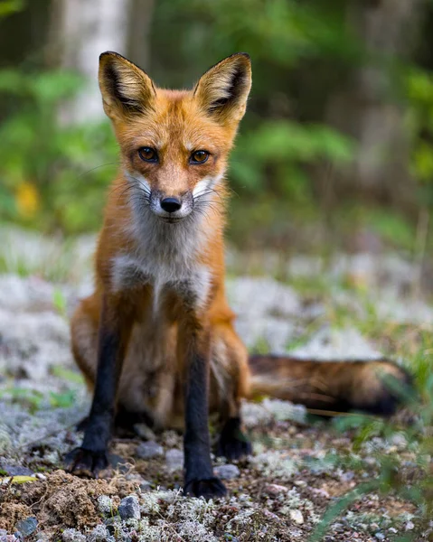 Red Fox Close Profile View Sitting Looking Camera Blur Forest — Zdjęcie stockowe