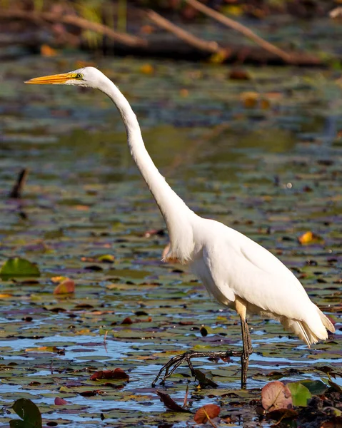 Great White Egret Close Profile Side View Shallow Water Foliage — 图库照片